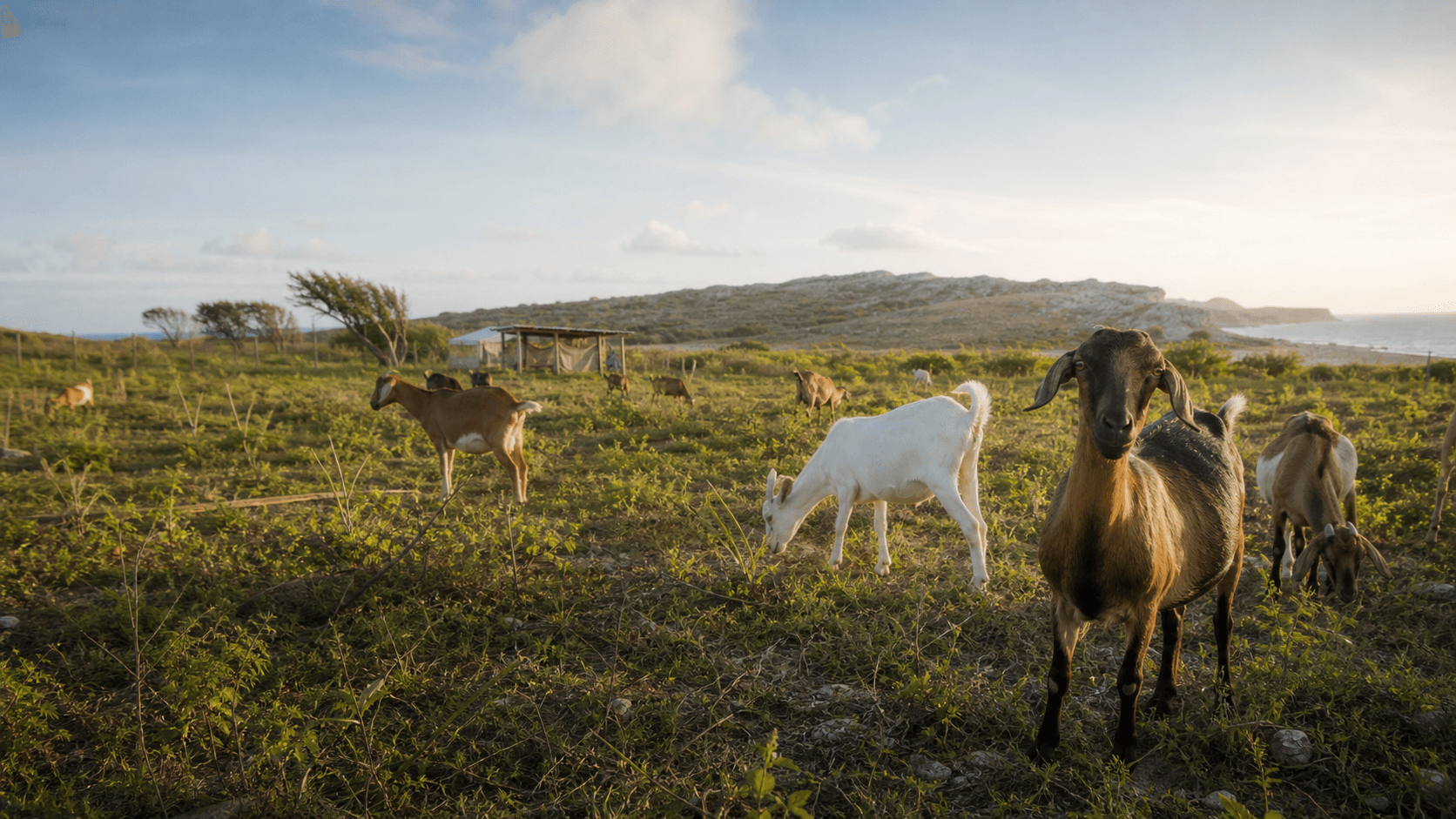 Illustration éditoriale d'un élevage caprin dans un paysage côtier de Grande-Terre